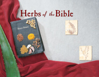 Herbs of the Bible Image